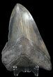 Bargain, Megalodon Tooth - South Carolina #44547-2